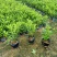 大量7⃣️斤袋毛杜鹃出售