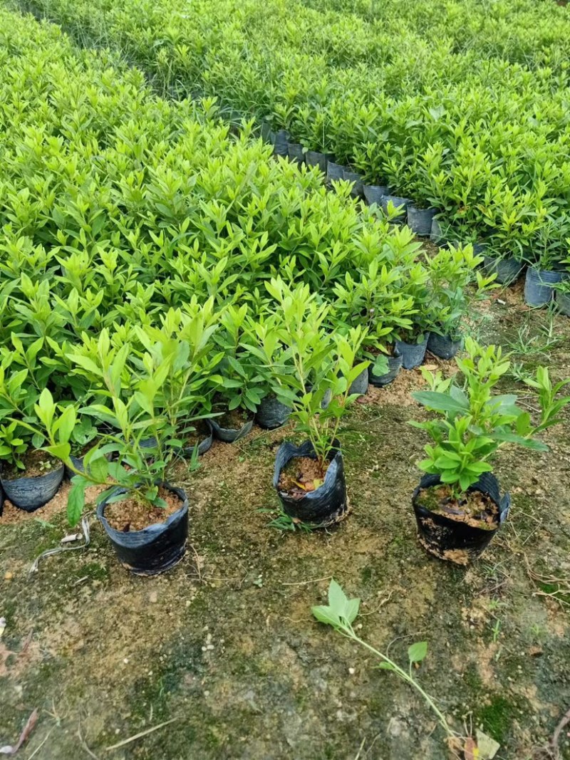 大量7⃣️斤袋毛杜鹃出售