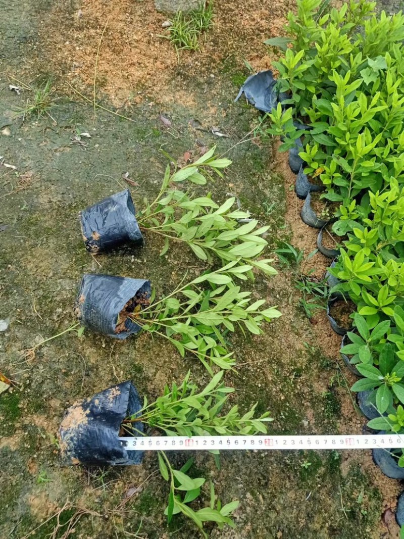 大量7⃣️斤袋毛杜鹃出售