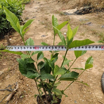 7斤袋栀子花和5斤袋地被杯苗，诚信经营，价格优惠，品质保