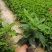 大量7⃣️斤袋大花芦莉出售