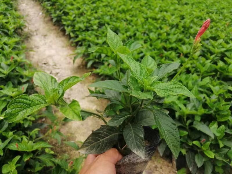大量7⃣️斤袋大花芦莉出售