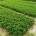 大量7⃣️斤袋大花芦莉出售