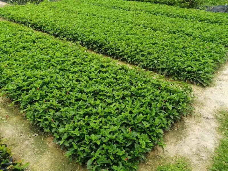 大量7⃣️斤袋大花芦莉出售