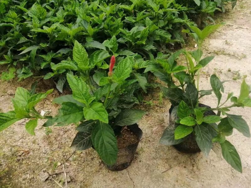 大量7⃣️斤袋大花芦莉出售