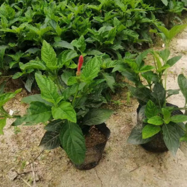 大量7⃣️斤袋大花芦莉出售