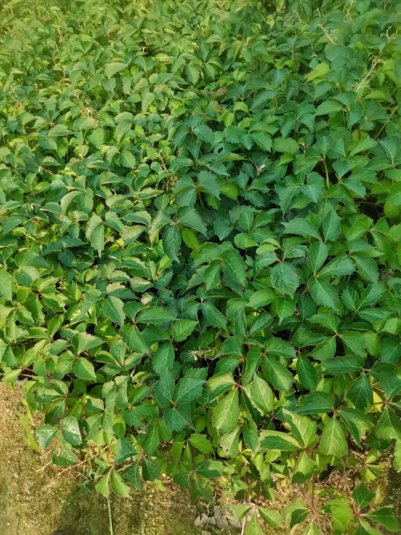 大量小袋爬山虎出售