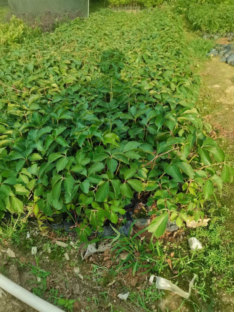 大量小袋爬山虎出售