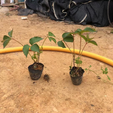 大量小袋爬山虎出售