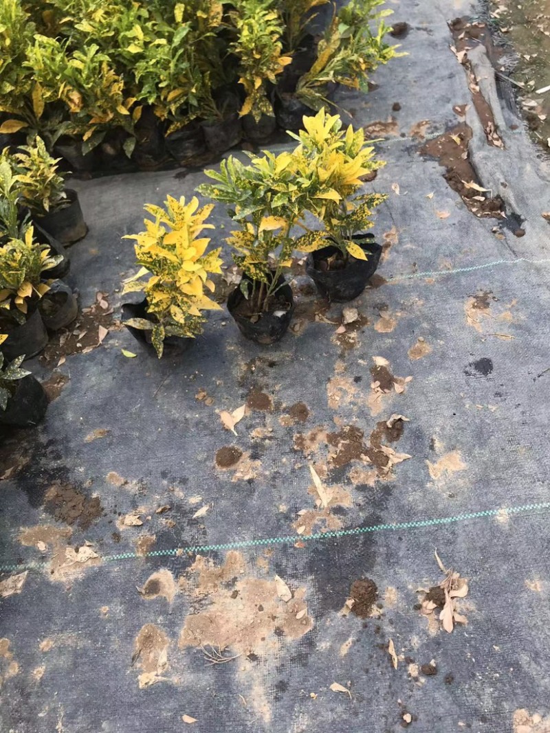 大量七斤袋洒金珊瑚出售