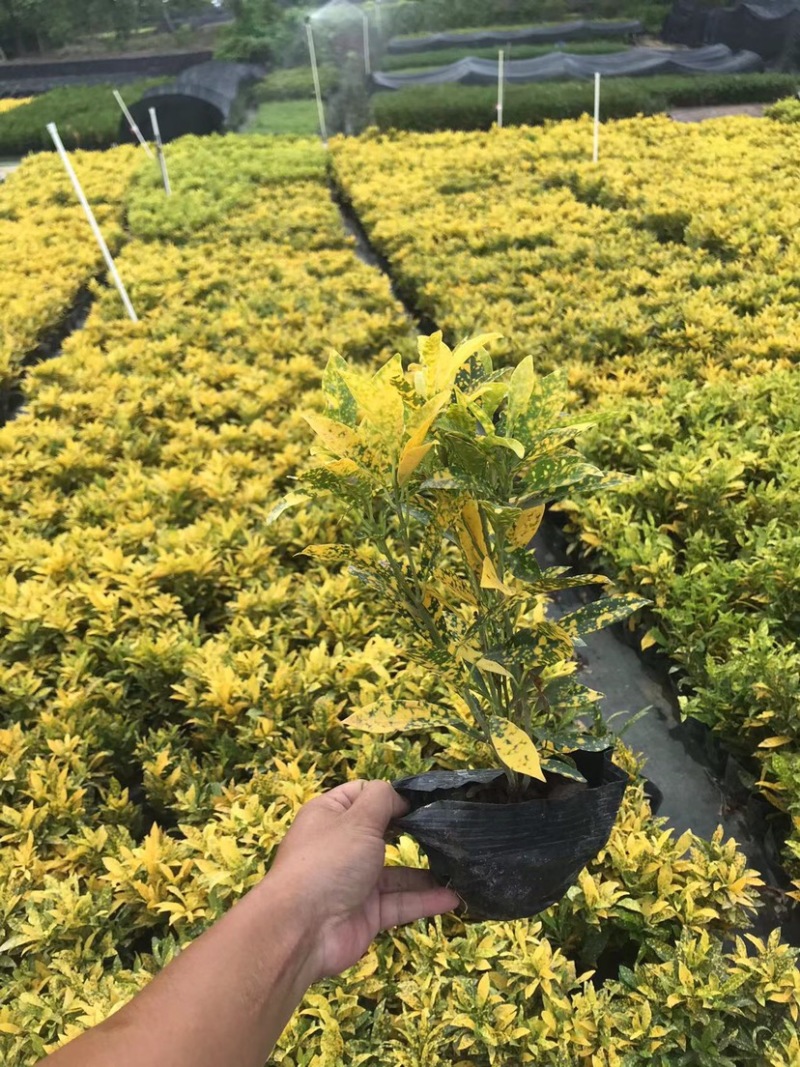 大量七斤袋洒金珊瑚出售