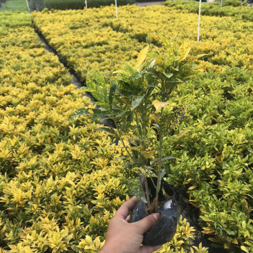 大量七斤袋洒金珊瑚出售