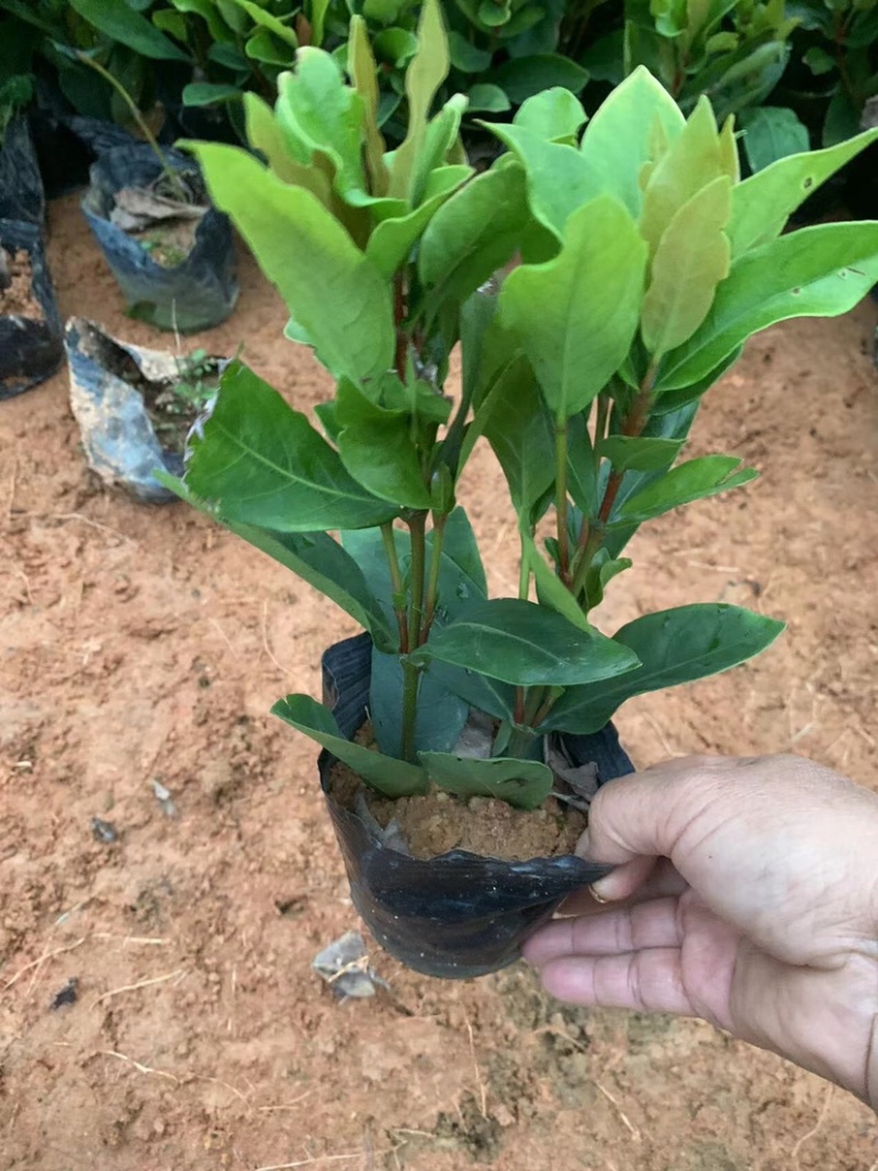 大量七斤袋龙船花出售