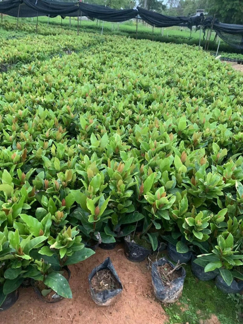 大量七斤袋龙船花出售