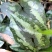 马蹄细辛别名、青城细辛、花脸细辛、花脸王翻天印、花叶细辛