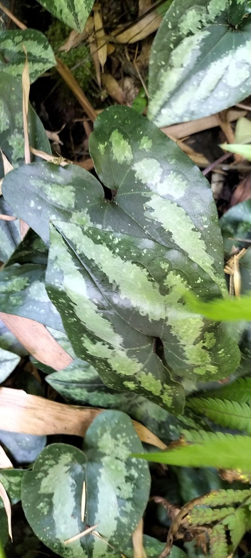 马蹄细辛别名、青城细辛、花脸细辛、花脸王翻天印、花叶细辛