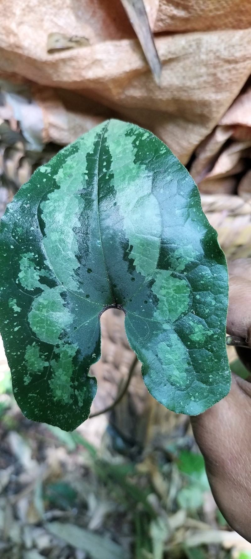 马蹄细辛别名、青城细辛、花脸细辛、花脸王翻天印、花叶细辛