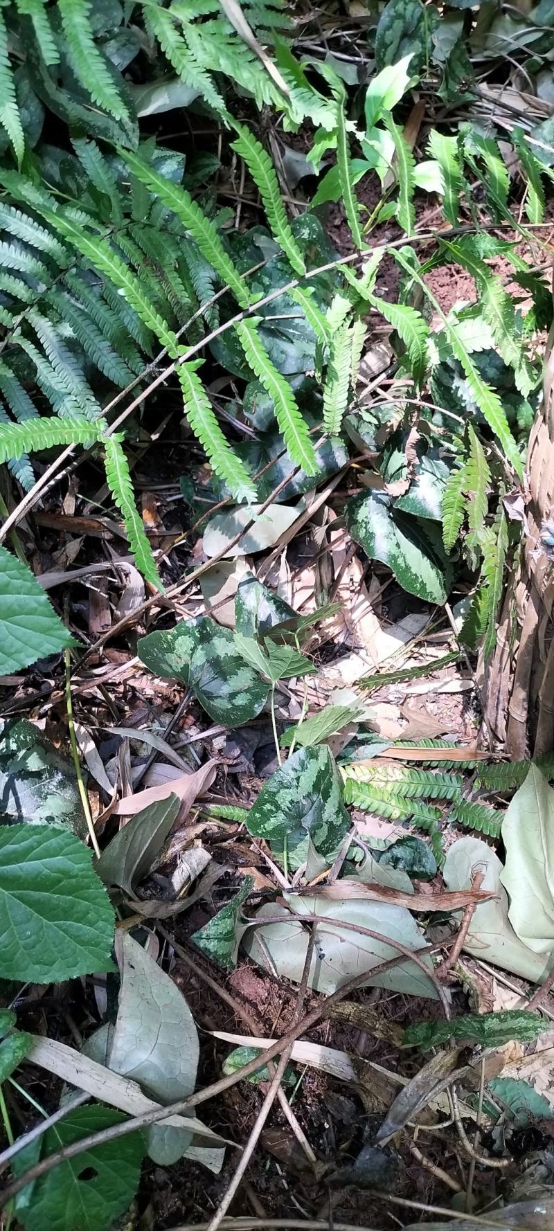 马蹄细辛别名、青城细辛、花脸细辛、花脸王翻天印、花叶细辛