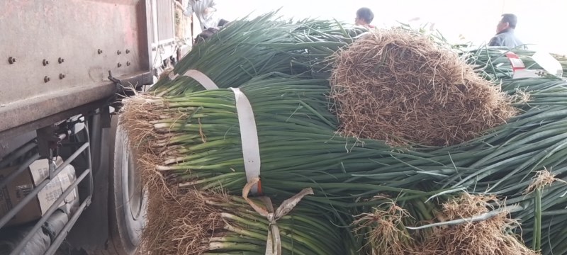 甘肃葱苗，分钢葱苗和长白葱苗，长年供应，量大从优。