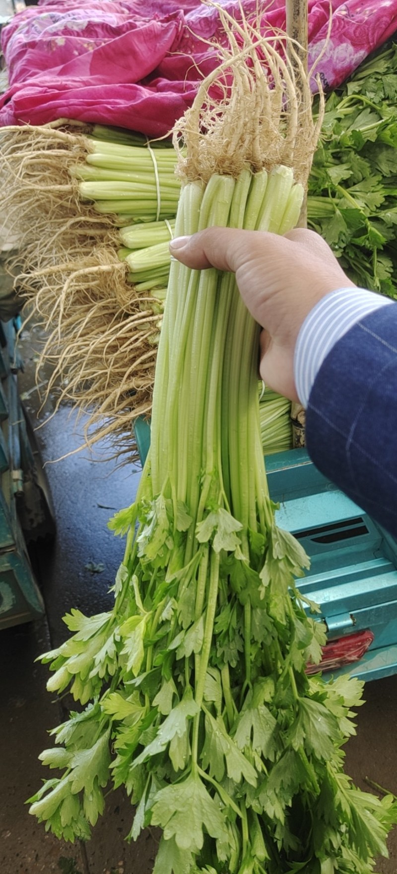 江苏香芹大量供应精选品质产地量大价优全国发货