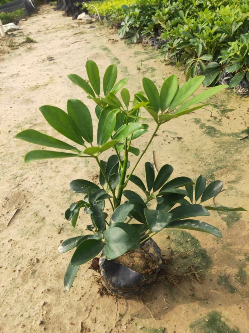 青叶花叶鸭脚木鹅掌柴，基地直供，价格便宜，量大价格更优惠