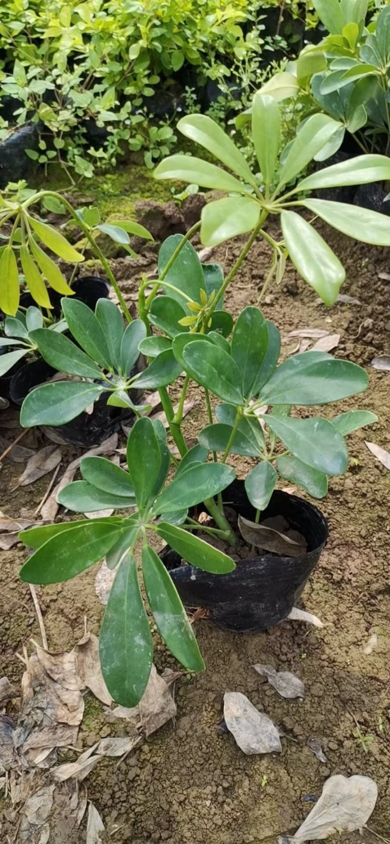 青叶花叶鸭脚木鹅掌柴，基地直供，价格便宜，量大价格更优惠