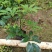 青叶花叶鸭脚木鹅掌柴，基地直供，价格便宜，量大价格更优惠