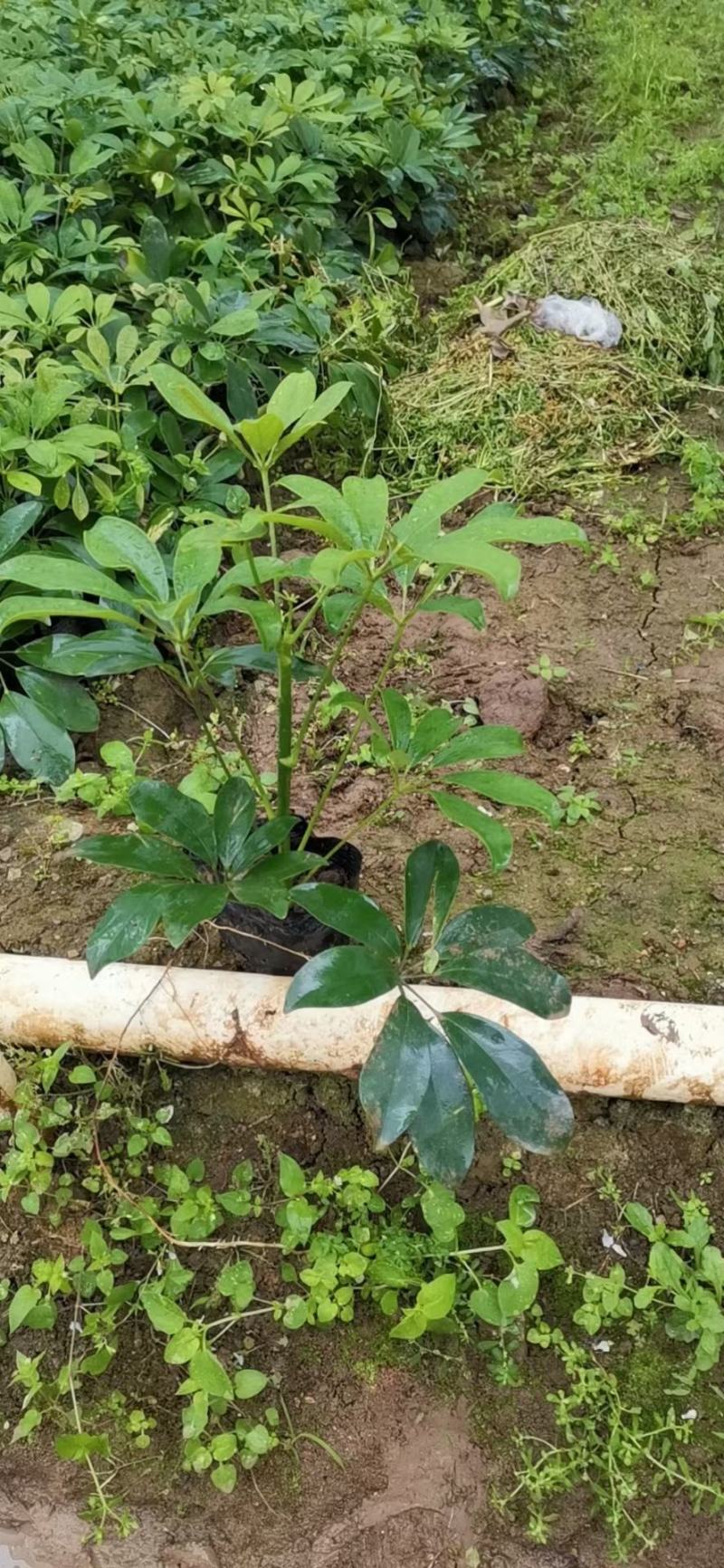 青叶花叶鸭脚木鹅掌柴，基地直供，价格便宜，量大价格更优惠