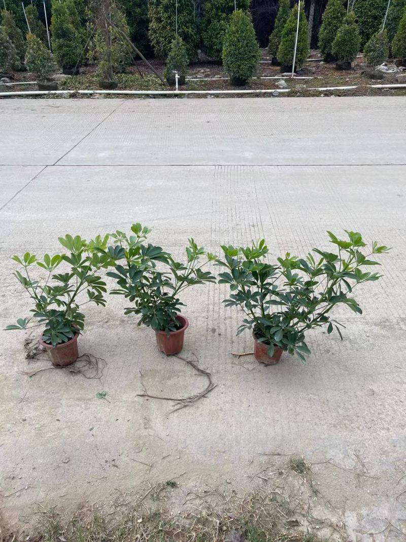 青叶花叶鸭脚木鹅掌柴，基地直供，价格便宜，量大价格更优惠