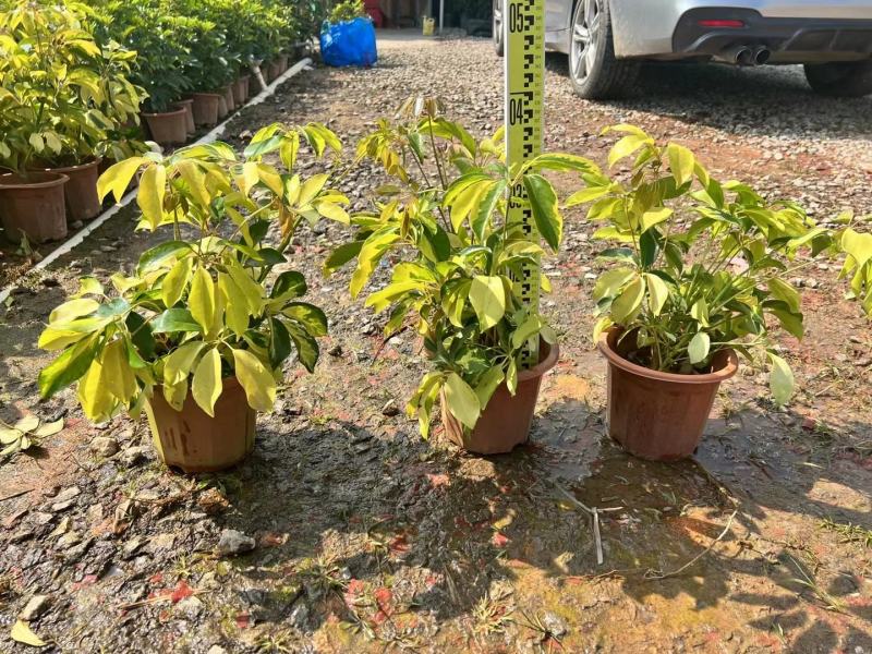 青叶花叶鸭脚木鹅掌柴，基地直供，价格便宜，量大价格更优惠