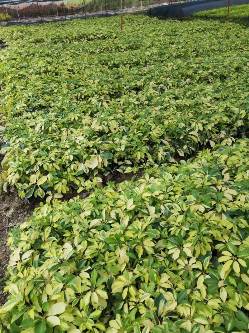 青叶花叶鸭脚木鹅掌柴，基地直供，价格便宜，量大价格更优惠