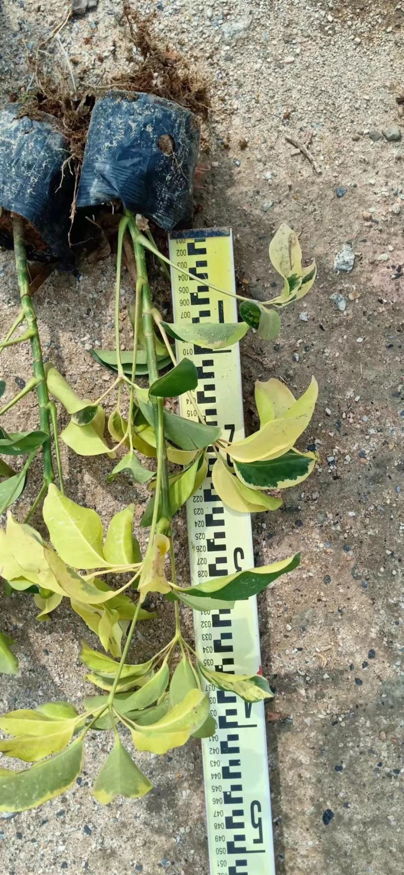 青叶花叶鸭脚木鹅掌柴，基地直供，价格便宜，量大价格更优惠