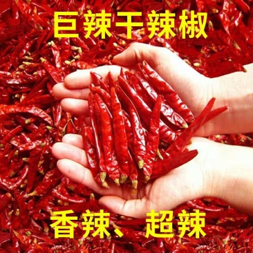 特辣干辣椒魔鬼辣椒批发超辣小米辣朝天椒s17红辣椒香辣超
