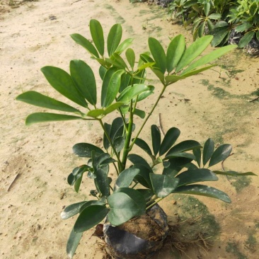 青叶花叶鸭脚木鹅掌柴，基地直供，价格便宜，量大价格更优惠