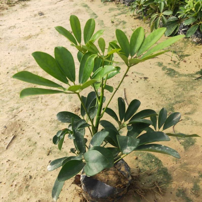 青叶花叶鸭脚木鹅掌柴，基地直供，价格便宜，量大价格更优惠