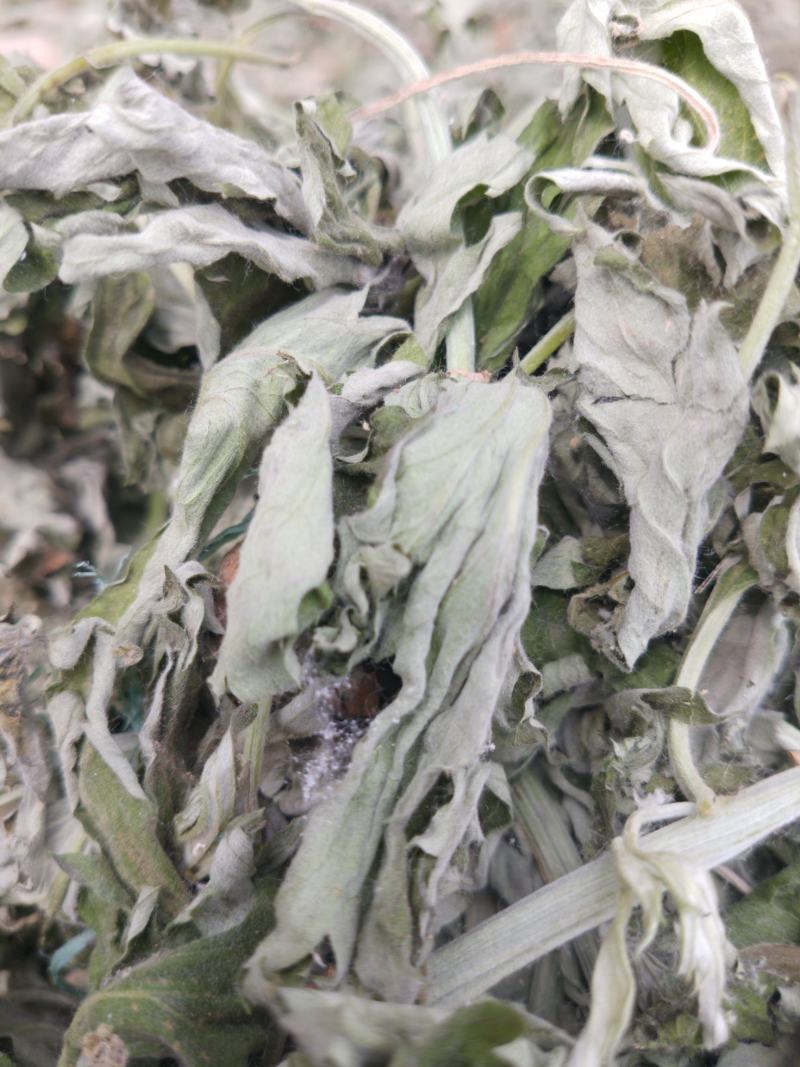 艾叶中药材批发大艾叶，艾草多年陈艾