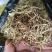 金银花