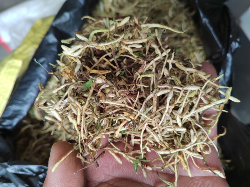 金银花