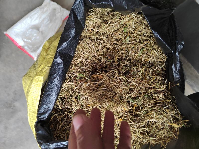 金银花