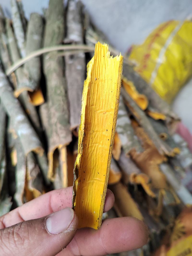 黄柏皮