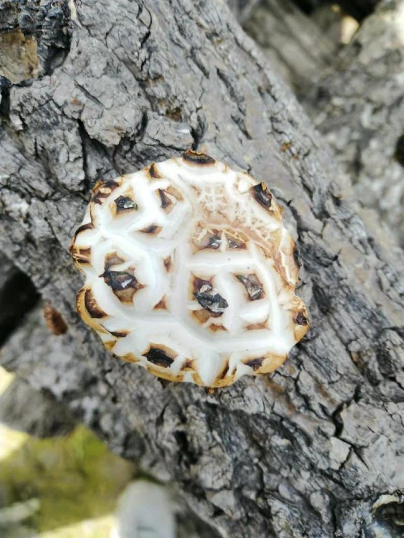 椴木白花菇一手香菇干货一箱40斤批发包邮