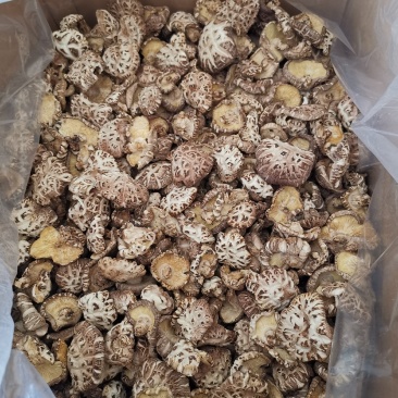 椴木白花菇一手香菇干货一箱40斤批发包邮