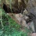 溪岩深山散养野生白花蜜量大从优