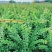 小叶紫薇基地直销一手货源，长青绿植盆栽花卉