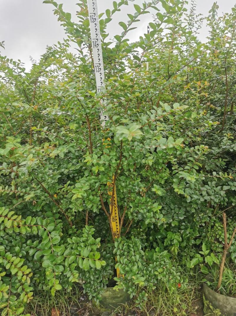 小叶紫薇基地直销一手货源，长青绿植盆栽花卉