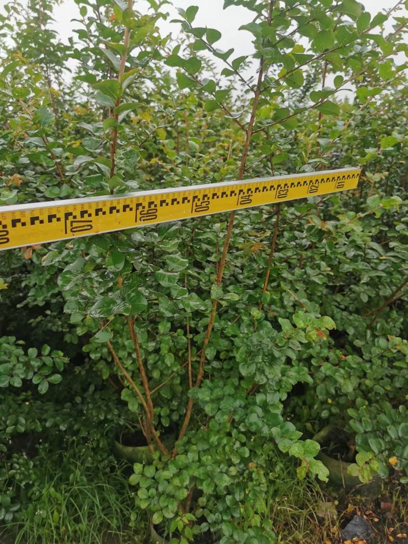 小叶紫薇基地直销一手货源，长青绿植盆栽花卉