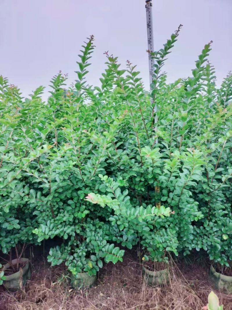 小叶紫薇基地直销一手货源，长青绿植盆栽花卉