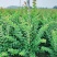 小叶紫薇基地直销一手货源，长青绿植盆栽花卉