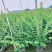 小叶紫薇基地直销一手货源，长青绿植盆栽花卉