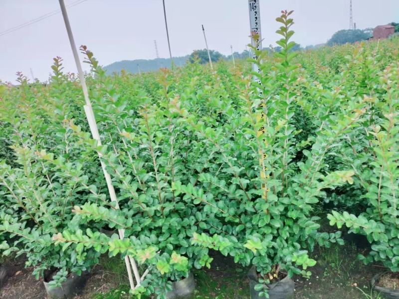 小叶紫薇基地直销一手货源，长青绿植盆栽花卉